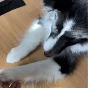 KIRA LIUの画像