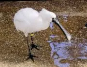 Birdの画像