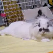 メタリオンの画像