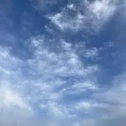 うりぼの画像