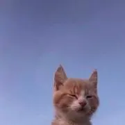 ありがとうございます