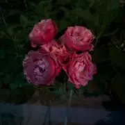 naaaの画像