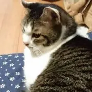 しじみ
