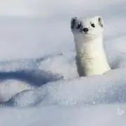 しざわ