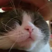NORAの画像