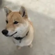 ルビー
