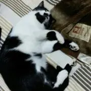 猫茂