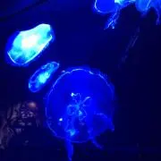 なでしこ