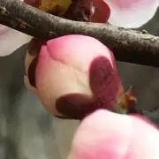 うめの画像