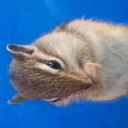 ぽむぽむぱん