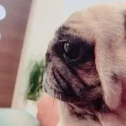 かやえのの画像