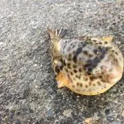 海悠の画像