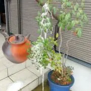 秀山窯の画像