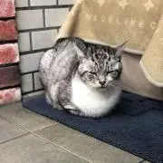 だいきち