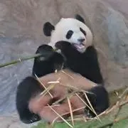 バム2019の画像