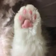 マフラーの画像