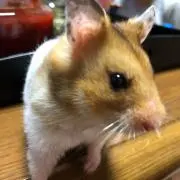 ゆうちゃんのused shop♡︎の画像