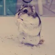 アルト