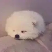 ろろの画像