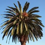 Image of ラッシー