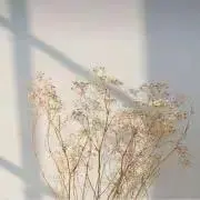 rの画像