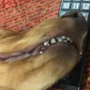 あららぎ