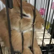よつき。の画像