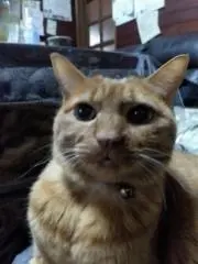 ヨコピー◖⁠⚆⁠ᴥ⁠⚆⁠◗プロフ必読！！の画像