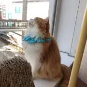 あるじ。の画像