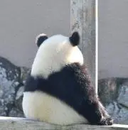 ぱの画像