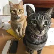 まりも