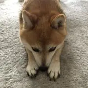 むぎちゃんの画像