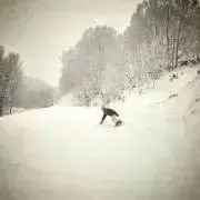 DAISYの画像