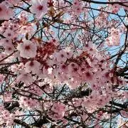maruの画像
