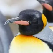 ＊ＱＰ＊の画像