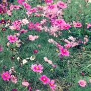 flowerの画像
