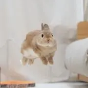usの画像