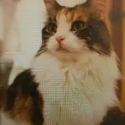 ともぴー