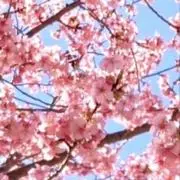 ながち 24時間以内に発送の画像