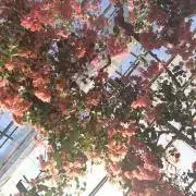 shi＊の画像