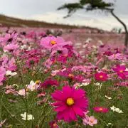 みかんの画像