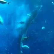 うみ丸の画像