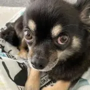 たたんの画像