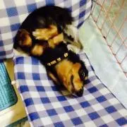 ちゃーまる。