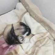 西