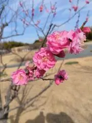 すみれの画像
