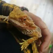 max小kの画像