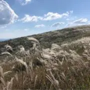 ひふりの画像