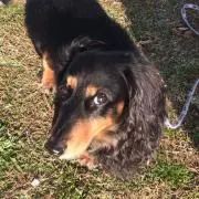 とくちゃんの画像