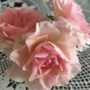 ピカルーの画像